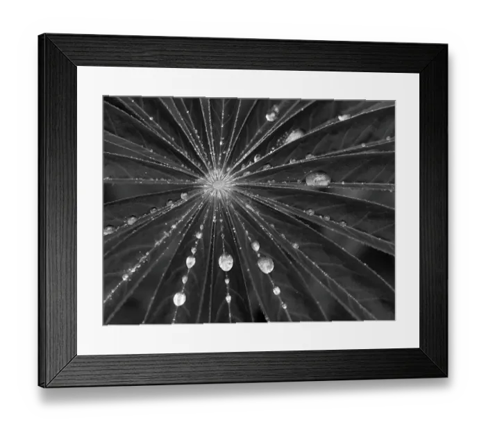 Framed Print : Washington State. Water drops on lupine leaves