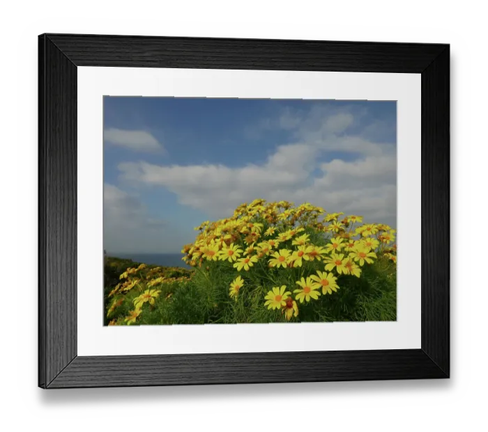 Framed Print : Giant coreopsis (Coreopsis gigantea), also known as Dr. Seuss plant blooming in Pt. Dune State Park, Santa Monica National Recreation Area, California