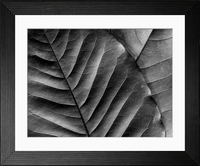 Framed Print : Washington State. Leaf veins Framed Print : Washington State. Leaf veins