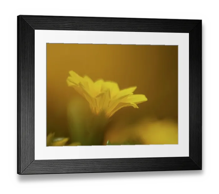 Framed Print : California, Los Angeles. Gazania Framed Print : California, Los Angeles. Gazania
