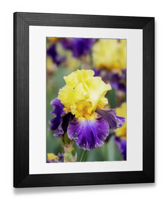 Framed Print : USA, Oregon, Salem. Bearded iris in garden