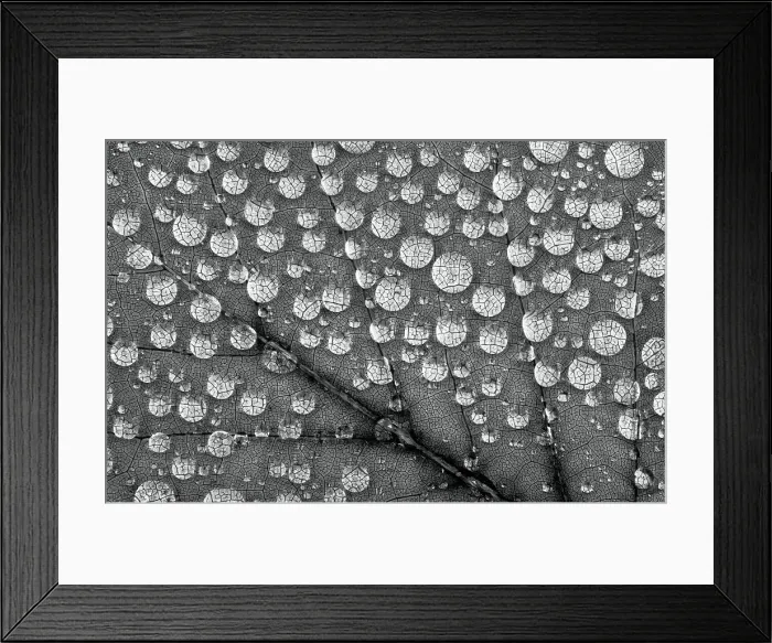 Framed Print : Washington State. Water drops on maple leaf Framed Print : Washington State. Water drops on maple leaf