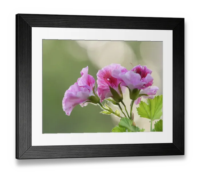 Framed Print : California, Lady Washington Framed Print : California, Lady Washington