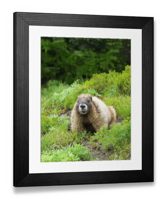 Framed Print : Washington State, Mount Rainier National Park. Hoary marmot in lush green alpine meadow Framed Print : Washington State, Mount Rainier National Park. Hoary marmot in lush green alpine meadow