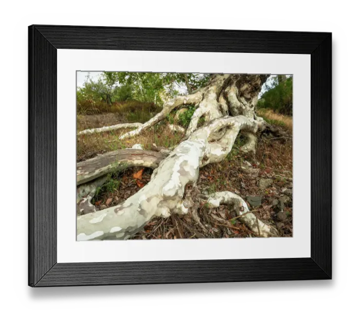 Framed Print : Sycamore roots, Santa Monica National Recreation Area