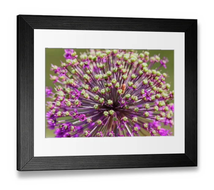 Framed Print : USA, Oregon, Salem. Allium bloom fading Framed Print : USA, Oregon, Salem. Allium bloom fading