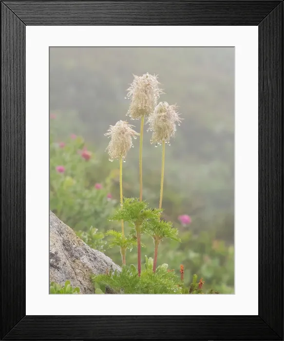 Framed Print : Washington State, Mount Rainier National Park. Western anemone wildflower seedheads with dew drops Framed Print : Washington State, Mount Rainier National Park. Western anemone wildflower seedheads with dew drops