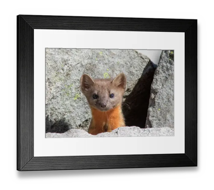 Framed Print : Washington State, Mount Rainier National Park. American marten, curiously peeking out from the rocks