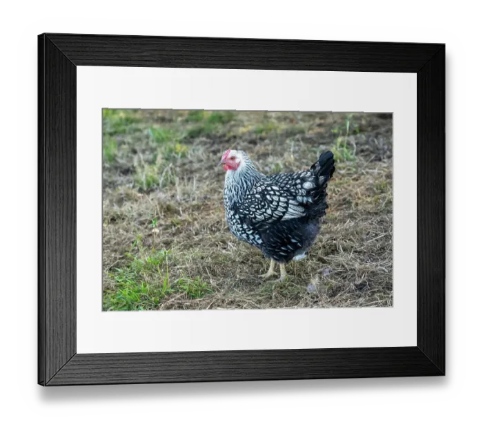 Framed Print : Chimacum, Washington State, USA. Free ranging Black Laced Silver Wyandotte hen Framed Print : Chimacum, Washington State, USA. Free ranging Black Laced Silver Wyandotte hen