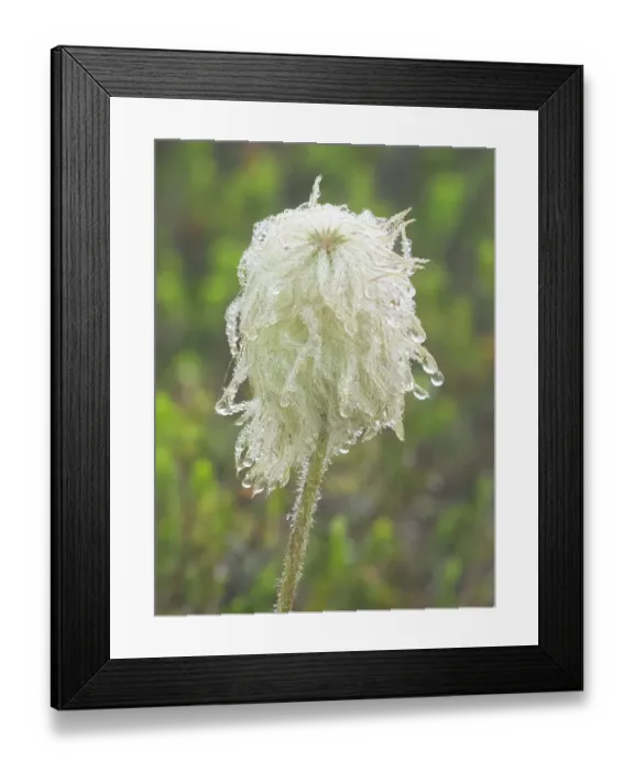 Framed Print : Washington State, Mount Rainier National Park. Western anemone wildflower seedhead with dew drops Framed Print : Washington State, Mount Rainier National Park. Western anemone wildflower seedhead with dew drops