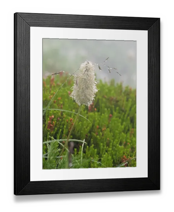 Framed Print : Washington State, Mount Rainier National Park. Western anemone wildflower seedhead with dew drops Framed Print : Washington State, Mount Rainier National Park. Western anemone wildflower seedhead with dew drops
