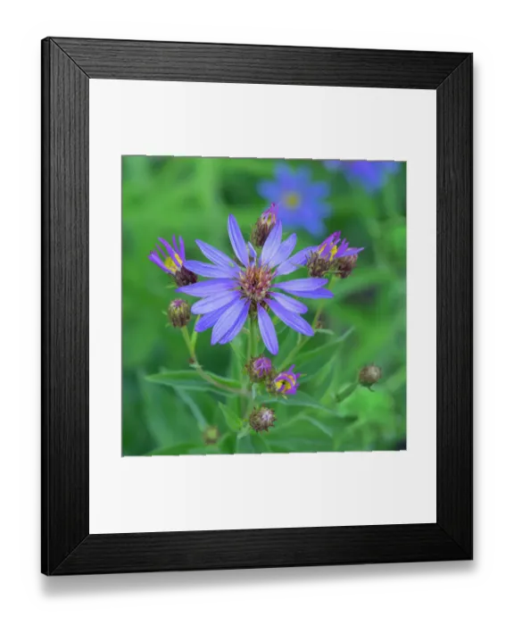 Framed Print : Washington State, Mount Rainier National Park. Subalpine daisy wildflower blossom and flower buds close-up Framed Print : Washington State, Mount Rainier National Park. Subalpine daisy wildflower blossom and flower buds close-up