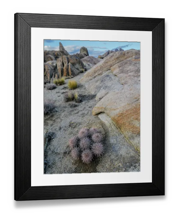 Framed Print : Barrel cactus im Alabama Hills and Mount Whitney area, Lone Pine, California
