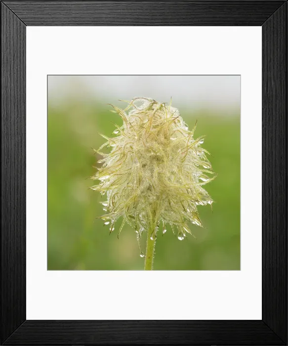 Framed Print : Washington State, Mount Rainier National Park. Western anemone wildflower seedhead with dew drops Framed Print : Washington State, Mount Rainier National Park. Western anemone wildflower seedhead with dew drops