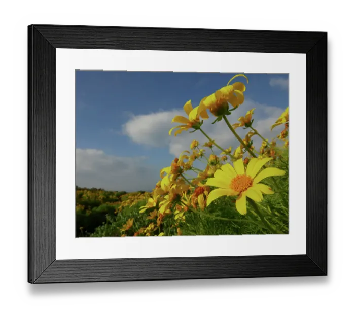 Framed Print : Giant coreopsis (Coreopsis gigantea), also known as Dr. Seuss plant blooming in Pt. Dune State Park, Santa Monica National Recreation Area, California Framed Print : Giant coreopsis (Coreopsis gigantea), also known as Dr. Seuss plant blooming in Pt. Dune State Park, Santa Monica National Recreation Area, California
