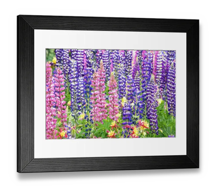 Framed Print : USA, Oregon, Salem. Bearded iris and lupine in multiple colors in garden Framed Print : USA, Oregon, Salem. Bearded iris and lupine in multiple colors in garden