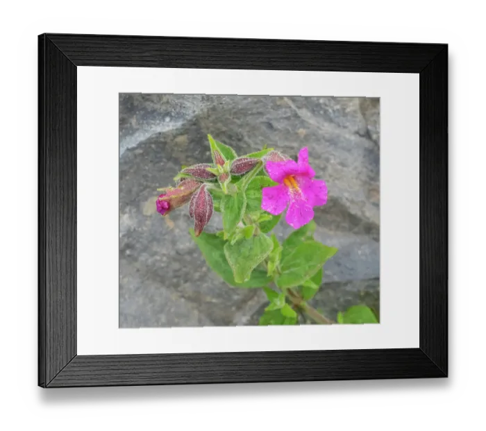 Framed Print : Washington State, Mount Rainier National Park. Close-up scene of vibrant Lewis monkeyflowers covered with dew drops Framed Print : Washington State, Mount Rainier National Park. Close-up scene of vibrant Lewis monkeyflowers covered with dew drops