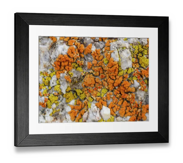 Framed Print : Crustose lichen on rocks in Alabama Hills and Mount Whitney area, Lone Pine, California Framed Print : Crustose lichen on rocks in Alabama Hills and Mount Whitney area, Lone Pine, California
