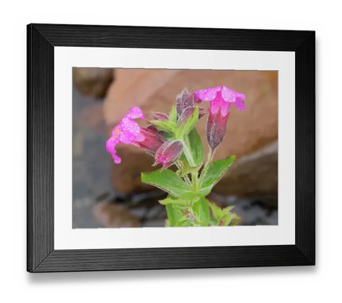 Framed Print : Washington State, Mount Rainier National Park. Close-up scene of vibrant Lewis monkeyflowers covered with dew drops