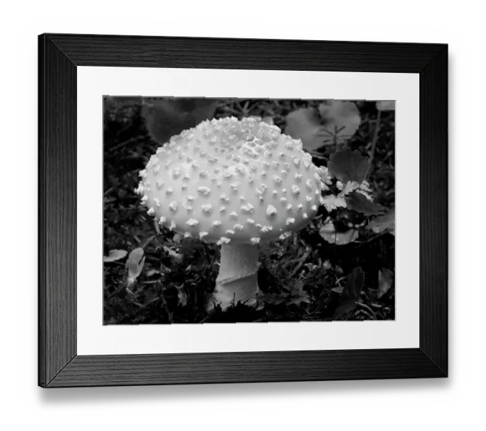 Framed Print : Washington State, Central Cascades. Amamita muscaria mushroom