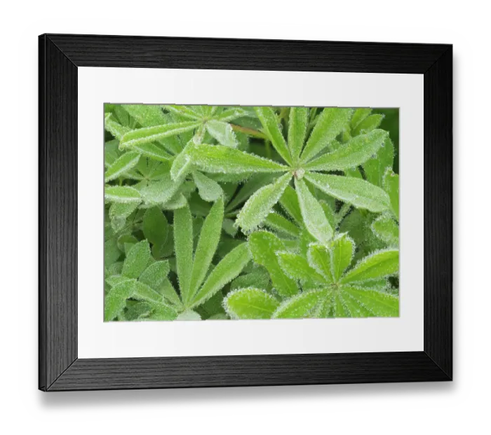 Framed Print : Washington State, Mount Rainier National Park. Dew drop coated subalpine lupine leaves