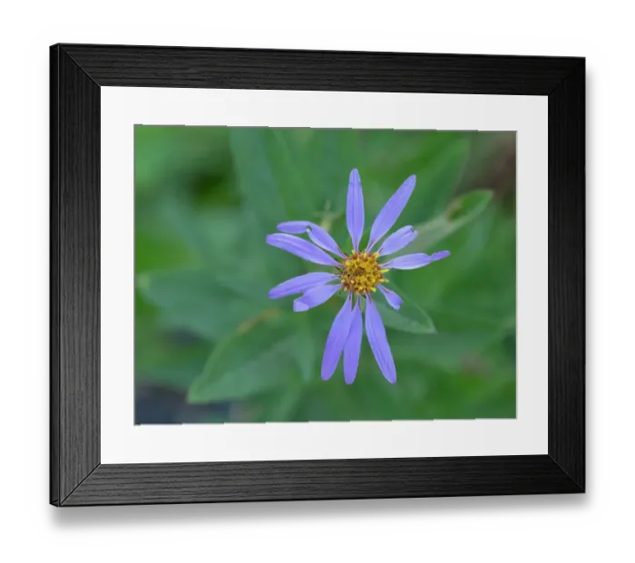 Framed Print : Washington State, Mount Rainier National Park. Subalpine daisy wildflower blossom close-up