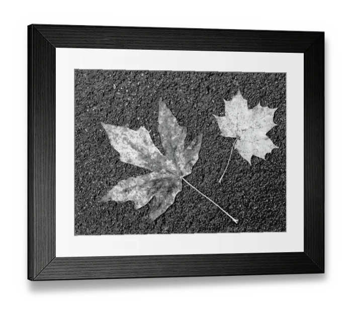 Framed Print : Washington State. Maple leaves on asphalt