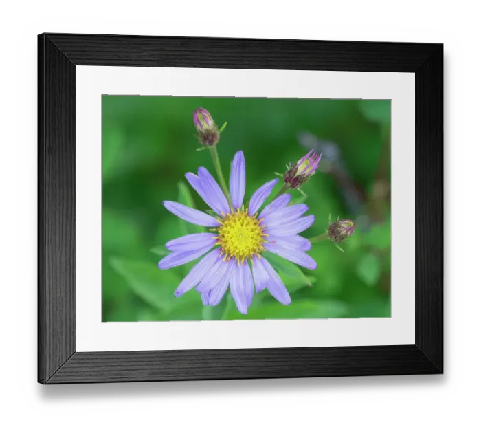 Framed Print : Washington State, Mount Rainier National Park. Subalpine daisy wildflower blossom and flower buds close-up Framed Print : Washington State, Mount Rainier National Park. Subalpine daisy wildflower blossom and flower buds close-up