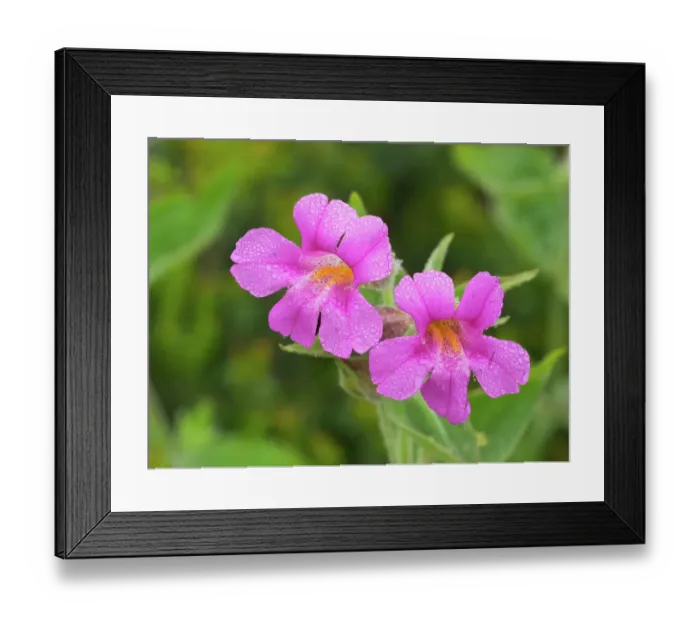 Framed Print : Washington State, Mount Rainier National Park. Close-up scene of vibrant Lewis monkeyflowers covered with dew drops Framed Print : Washington State, Mount Rainier National Park. Close-up scene of vibrant Lewis monkeyflowers covered with dew drops
