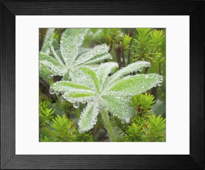 Framed Print : Washington State, Mount Rainier National Park. Dew drop coated subalpine lupine leaves Framed Print : Washington State, Mount Rainier National Park. Dew drop coated subalpine lupine leaves