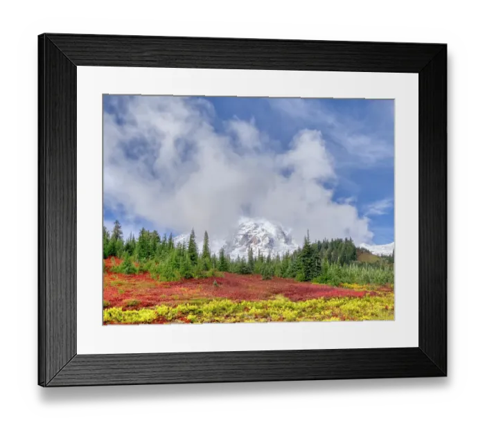 Framed Print : Washington State, Mount Rainier National Park. Mount Rainier with vibrant autumn colors and new snow on the mountain with swirling clouds