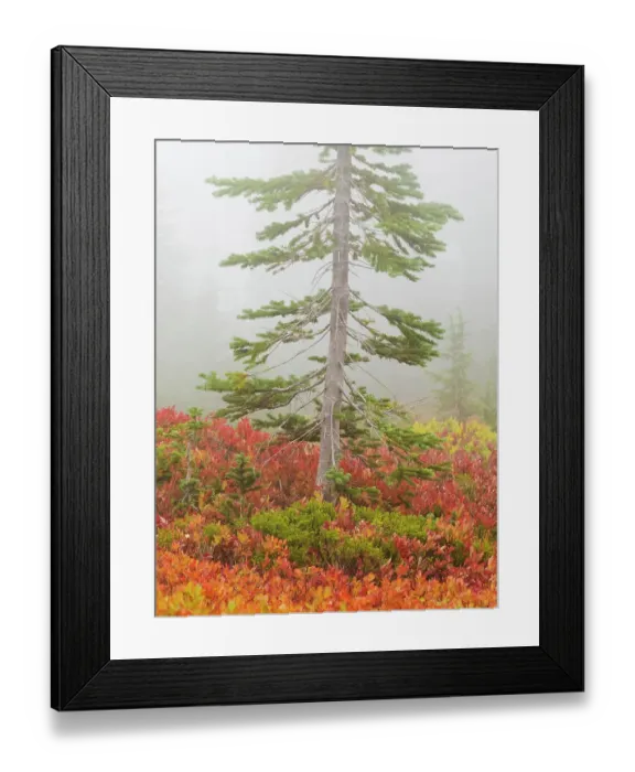 Framed Print : Washington State, Mount Rainier National Park. Vivid autumn colored huckleberry with alpine fir tree in fog Framed Print : Washington State, Mount Rainier National Park. Vivid autumn colored huckleberry with alpine fir tree in fog
