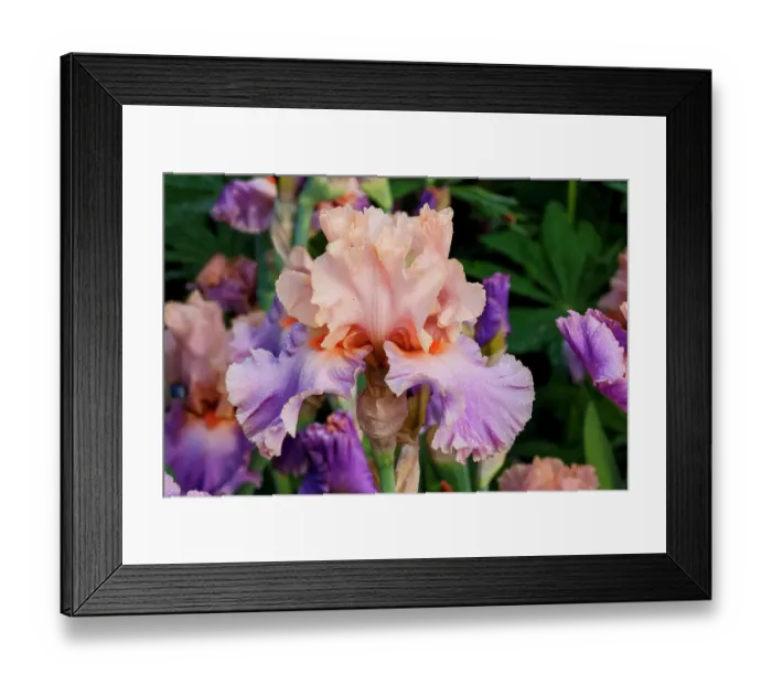 Framed Print : USA, Oregon, Salem. Bearded iris in garden
