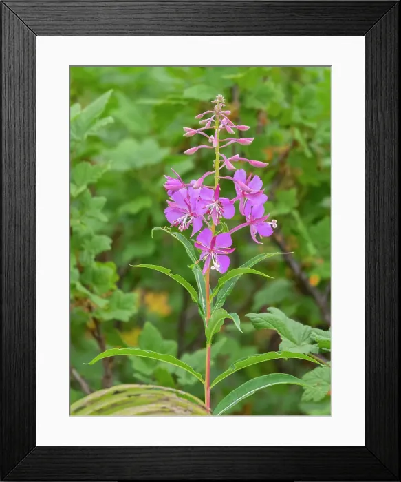 Framed Print : Washington State, Mount Rainier National Park. Fireweed in mid bloom Framed Print : Washington State, Mount Rainier National Park. Fireweed in mid bloom