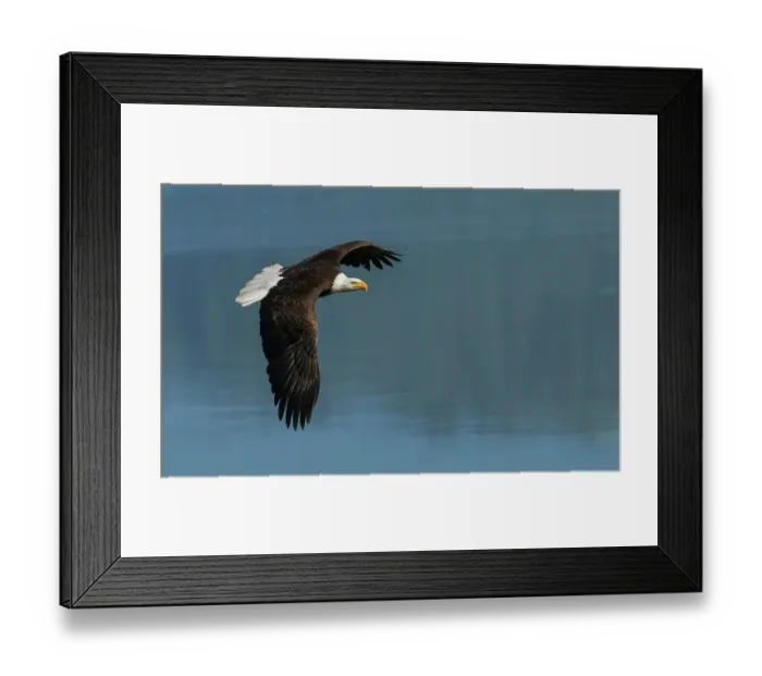 Framed Print : Bald eagle flying over water, Washington State, USA Framed Print : Bald eagle flying over water, Washington State, USA