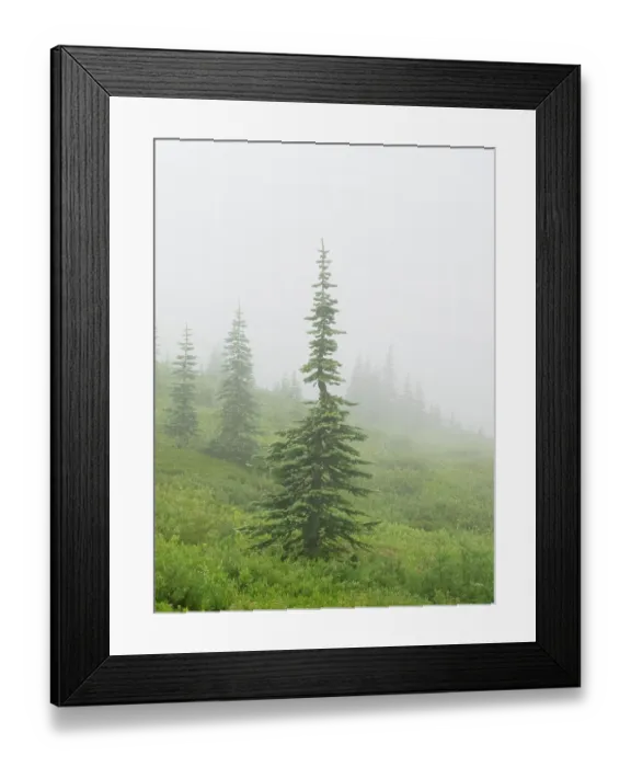 Framed Print : Washington State, Mount Rainier National Park. Alpine fir trees in foggy meadow Framed Print : Washington State, Mount Rainier National Park. Alpine fir trees in foggy meadow