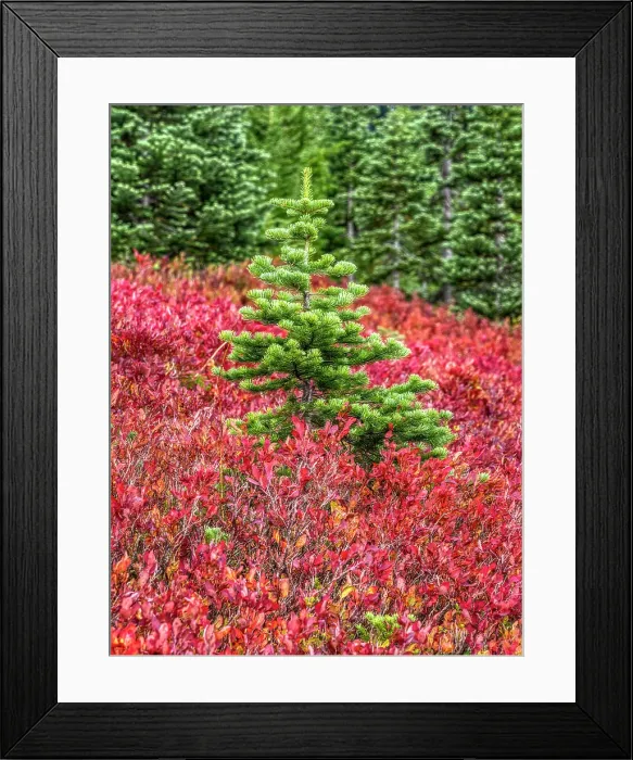 Framed Print : Washington State, Mount Rainier National Park. Colorful red huckleberry and green subalpine fir Framed Print : Washington State, Mount Rainier National Park. Colorful red huckleberry and green subalpine fir