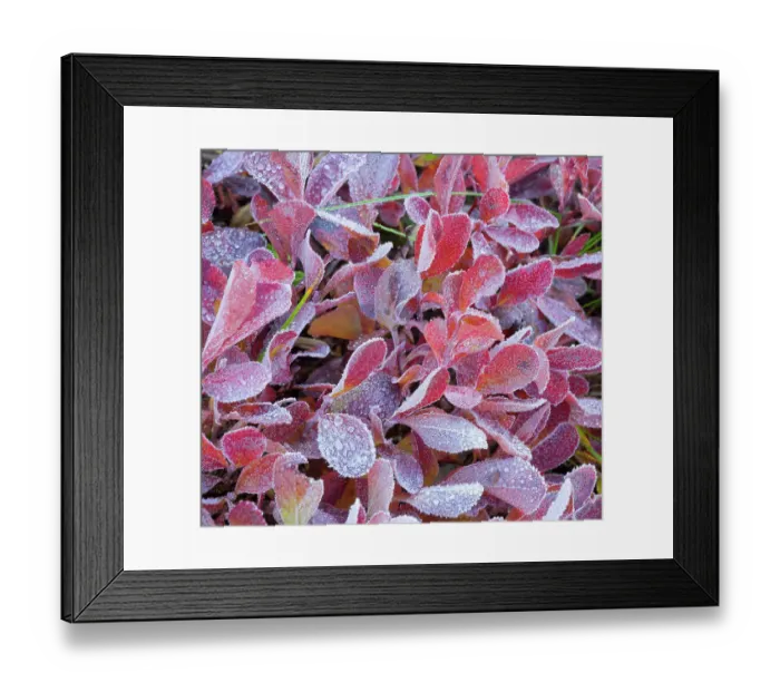 Framed Print : Washington State, Mount Rainier National Park. huckleberry leaves covered in frost Framed Print : Washington State, Mount Rainier National Park. huckleberry leaves covered in frost