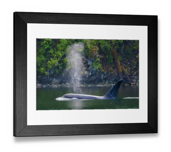 Framed Print : Male orca whale surfacing while cruising around the San Juan Islands, Washington State, USA Framed Print : Male orca whale surfacing while cruising around the San Juan Islands, Washington State, USA