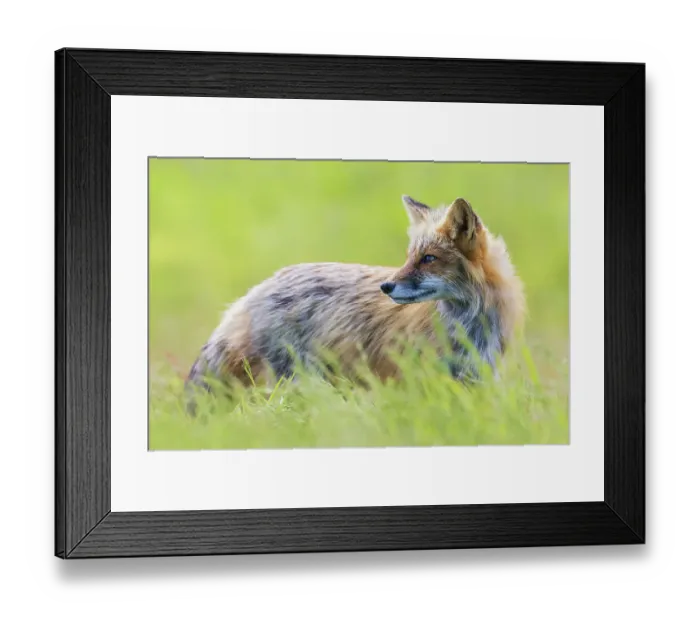 Framed Print : Red fox vixen portrait, Washington State, USA Framed Print : Red fox vixen portrait, Washington State, USA