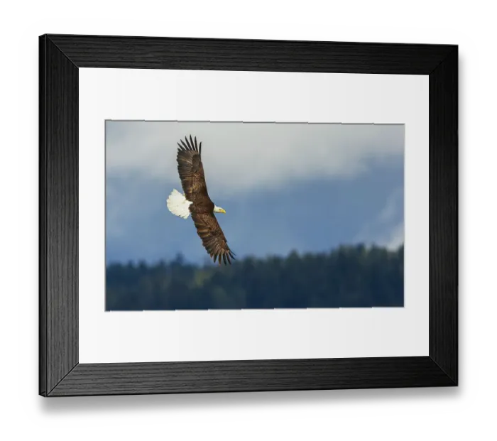 Framed Print : Bald eagle flyby, in search of a meal, Washington State, USA