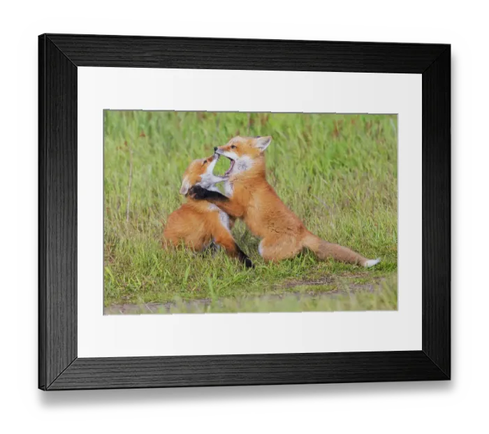 Framed Print : Red fox kits playing, Washington State, USA Framed Print : Red fox kits playing, Washington State, USA