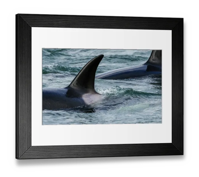 Framed Print : Orca whales surfacing while cruising around the San Juan Islands, Washington State, USA Framed Print : Orca whales surfacing while cruising around the San Juan Islands, Washington State, USA