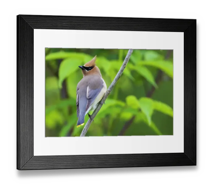 Framed Print : Cedar waxwing, pausing for a moment while foraging on nearby berries, Washington State, USA Framed Print : Cedar waxwing, pausing for a moment while foraging on nearby berries, Washington State, USA