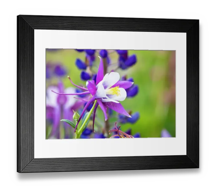 Framed Print : USA, Oregon, Salem. Columbine in multiple colors in garden
