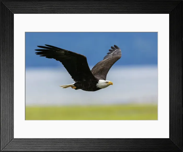 Framed Print : Bald eagle with a freshly caught meal, Washington State, USA Framed Print : Bald eagle with a freshly caught meal, Washington State, USA