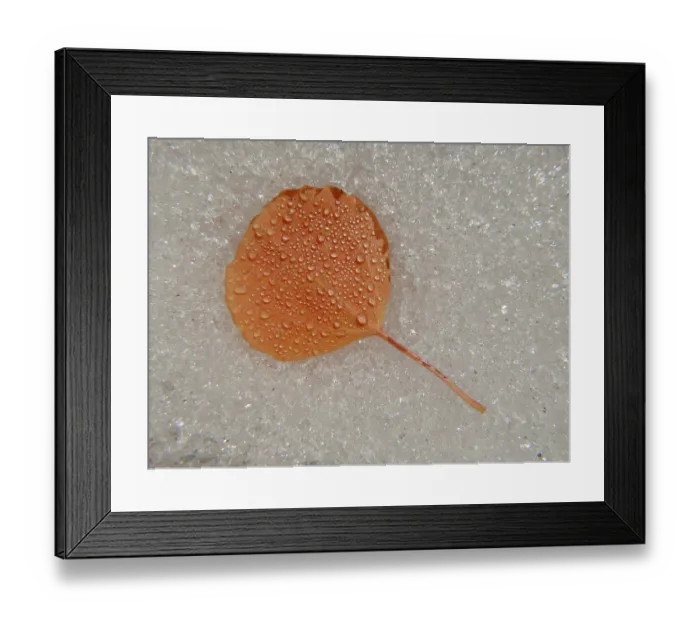Framed Print : Aspen leaf, water drops, Snow, fall, Eastern Sierras, Bishop, California Framed Print : Aspen leaf, water drops, Snow, fall, Eastern Sierras, Bishop, California