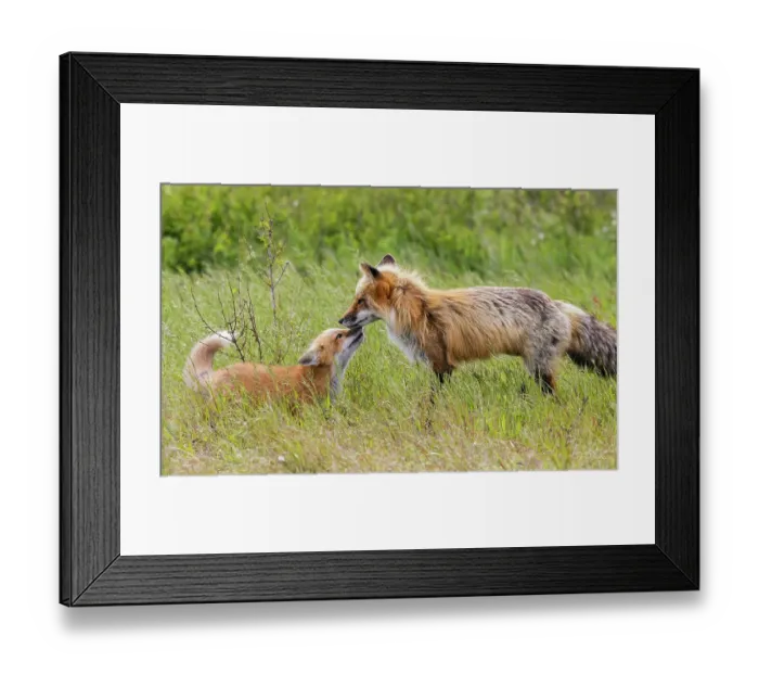 Framed Print : Red fox parent, greeting excited kit, Washington State, USA