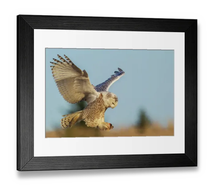 Framed Print : Snow owl alighting, Western Washington State, USA
