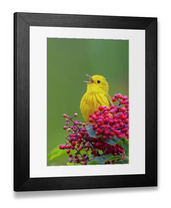 Framed Print : Yellow warbler singing from hawthorn berry perch, Washington State, USA Framed Print : Yellow warbler singing from hawthorn berry perch, Washington State, USA